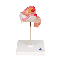 Primary Image Link