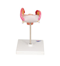 Primary Image Link