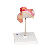 Primary Image Link