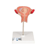 Primary Image Link