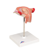 Primary Image Link