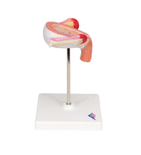 Primary Image Link