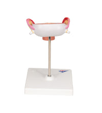 Primary Image Link