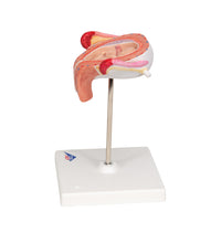 Primary Image Link