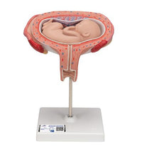 Primary Image Link