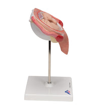 Primary Image Link