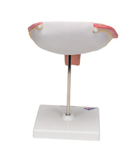 Primary Image Link