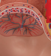 Primary Image Link