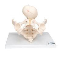 Primary Image Link