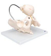 Primary Image Link