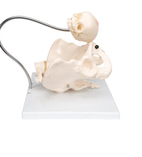 Primary Image Link