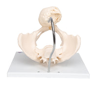 Primary Image Link