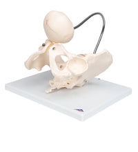 Primary Image Link