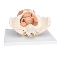 Primary Image Link
