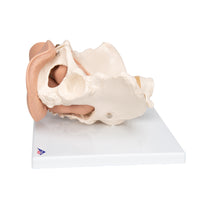Primary Image Link