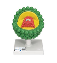 Primary Image Link