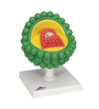 Primary Image Link