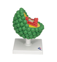 Primary Image Link
