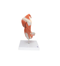 Primary Image Link