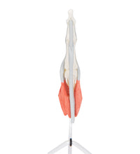 Primary Image Link