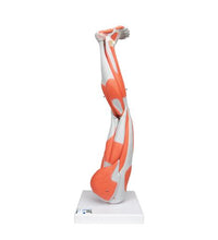 Primary Image Link