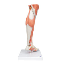 Primary Image Link