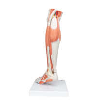Primary Image Link
