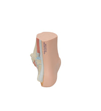 Primary Image Link