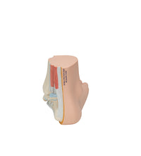 Primary Image Link