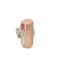 Primary Image Link