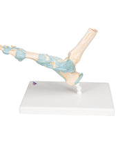 Primary Image Link