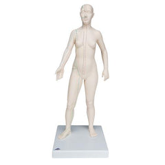 Acupuncture Model, female
