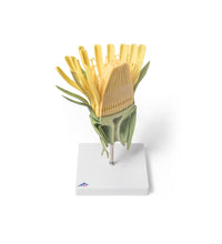 Primary Image Link