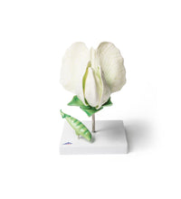 Primary Image Link