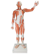 Primary Image Link