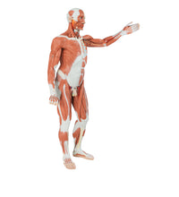 Primary Image Link