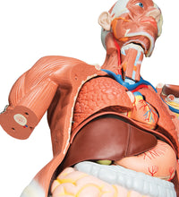 Primary Image Link