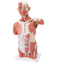 Primary Image Link