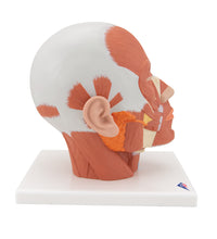 Primary Image Link