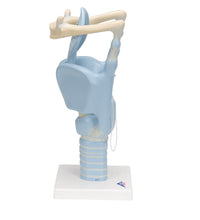 Primary Image Link