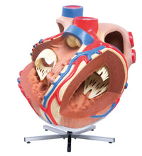 Primary Image Link