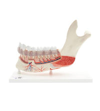 Primary Image Link