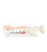 Primary Image Link