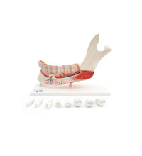 Primary Image Link