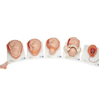 Primary Image Link