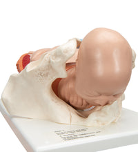 Primary Image Link
