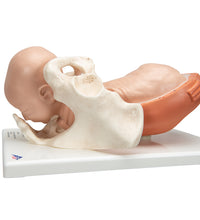 Primary Image Link