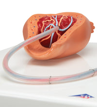 Primary Image Link