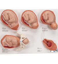 Primary Image Link