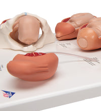 Primary Image Link